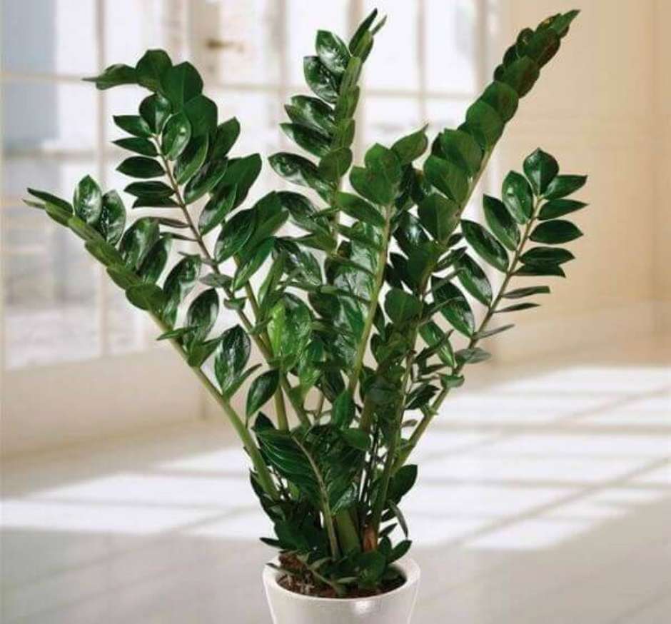 plantas ornamentais para interior