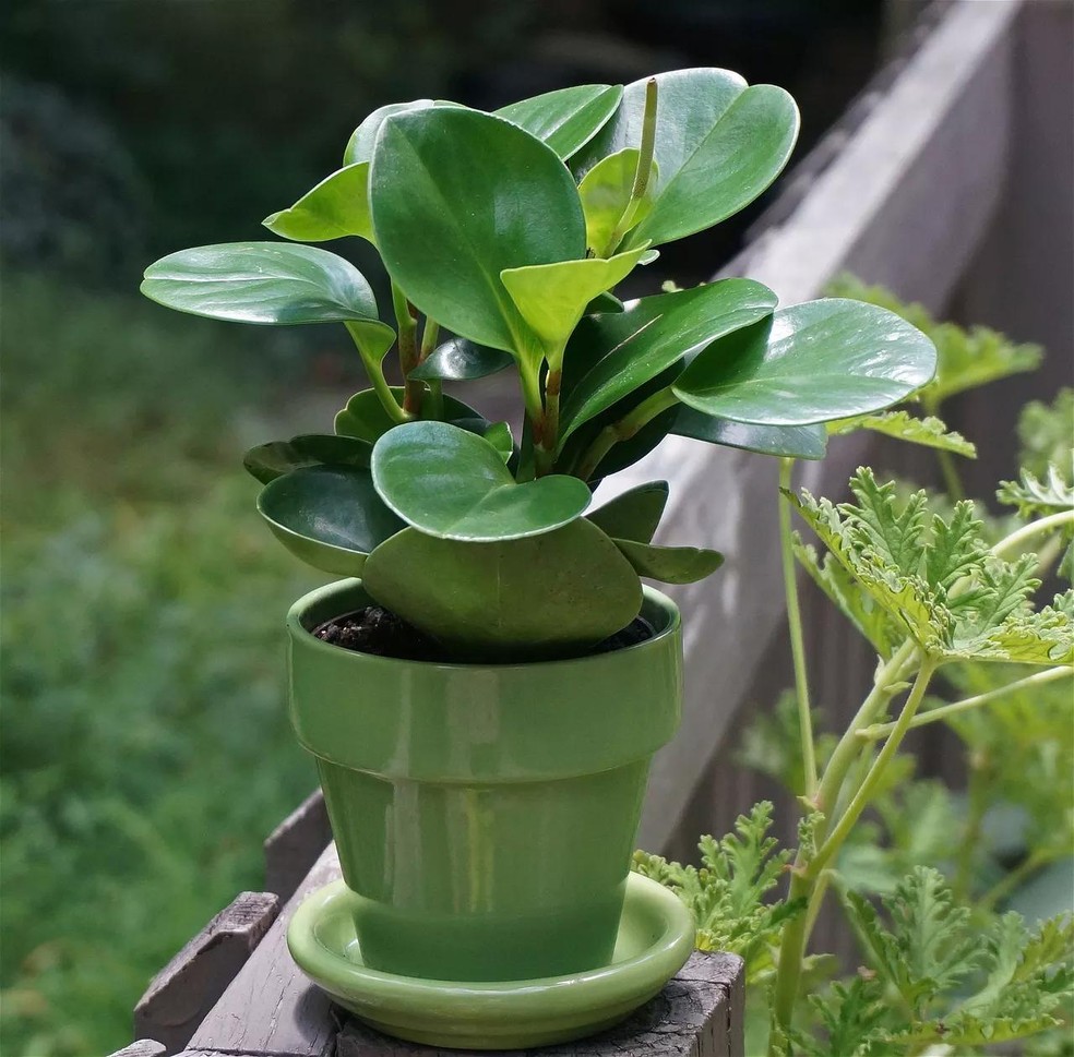 plantas ornamentais de baixa manutenção