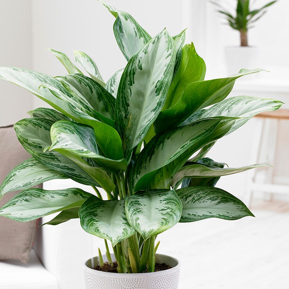plantas ornamentais floridas