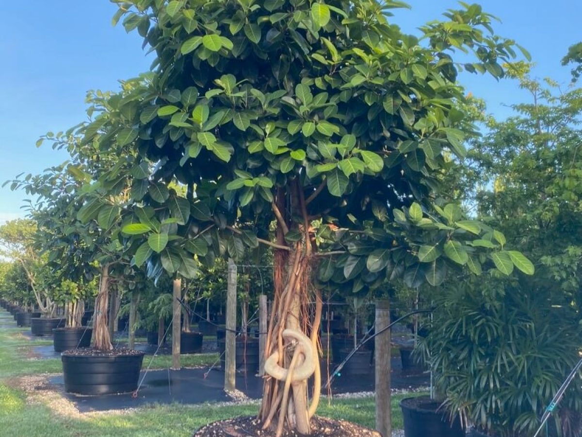 Indian Banyan
