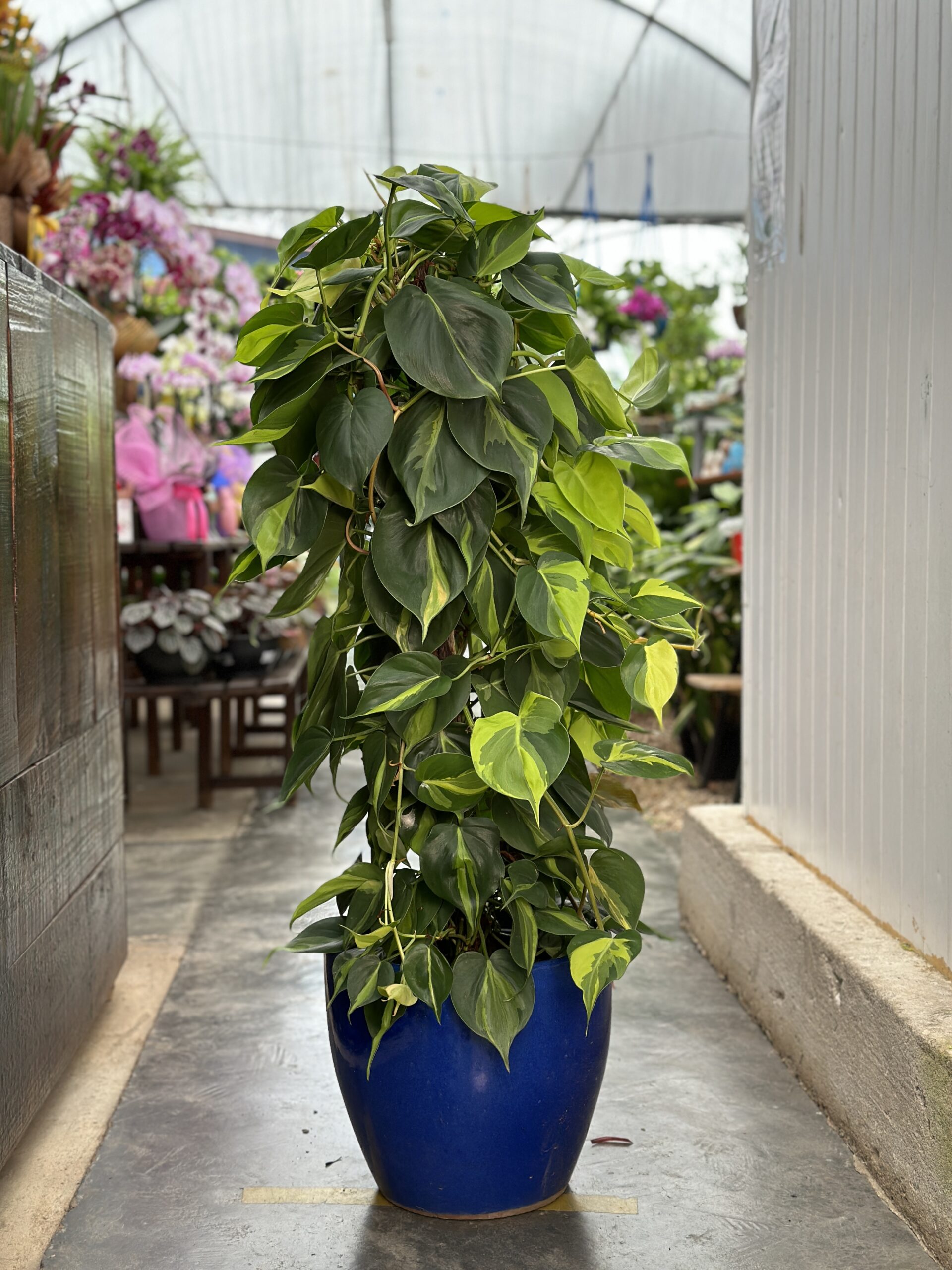 Philodendron hederaceum 
