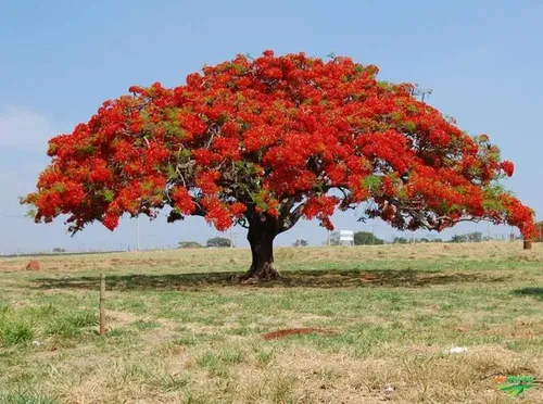 árvore flamboyant
