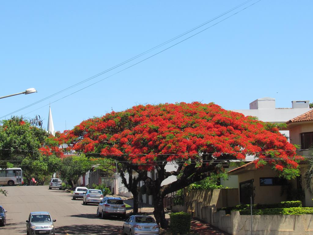 cuidar de flamboyant