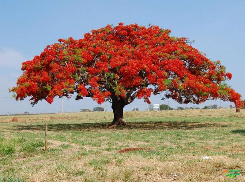 flamboyant