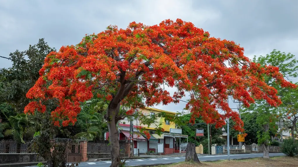 como plantar flamboyant em vaso
