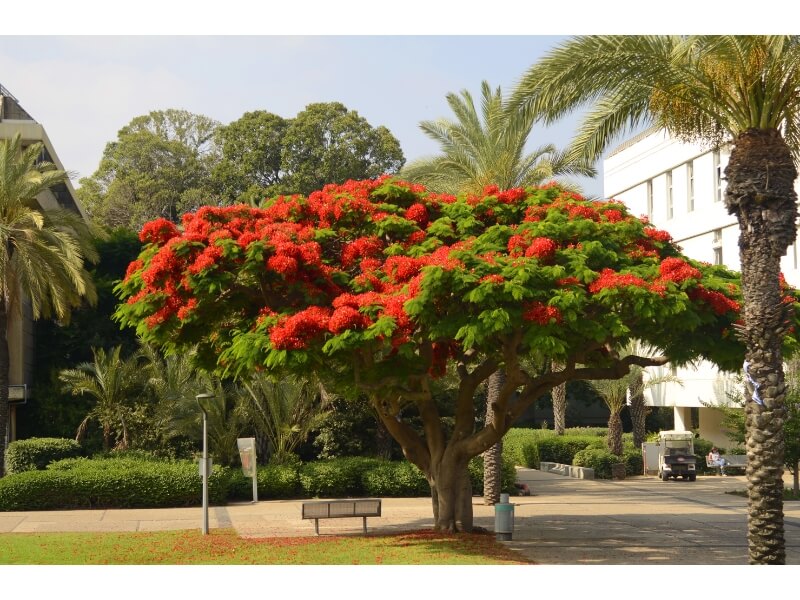 onde encontrar mudas de flamboyant amarelo