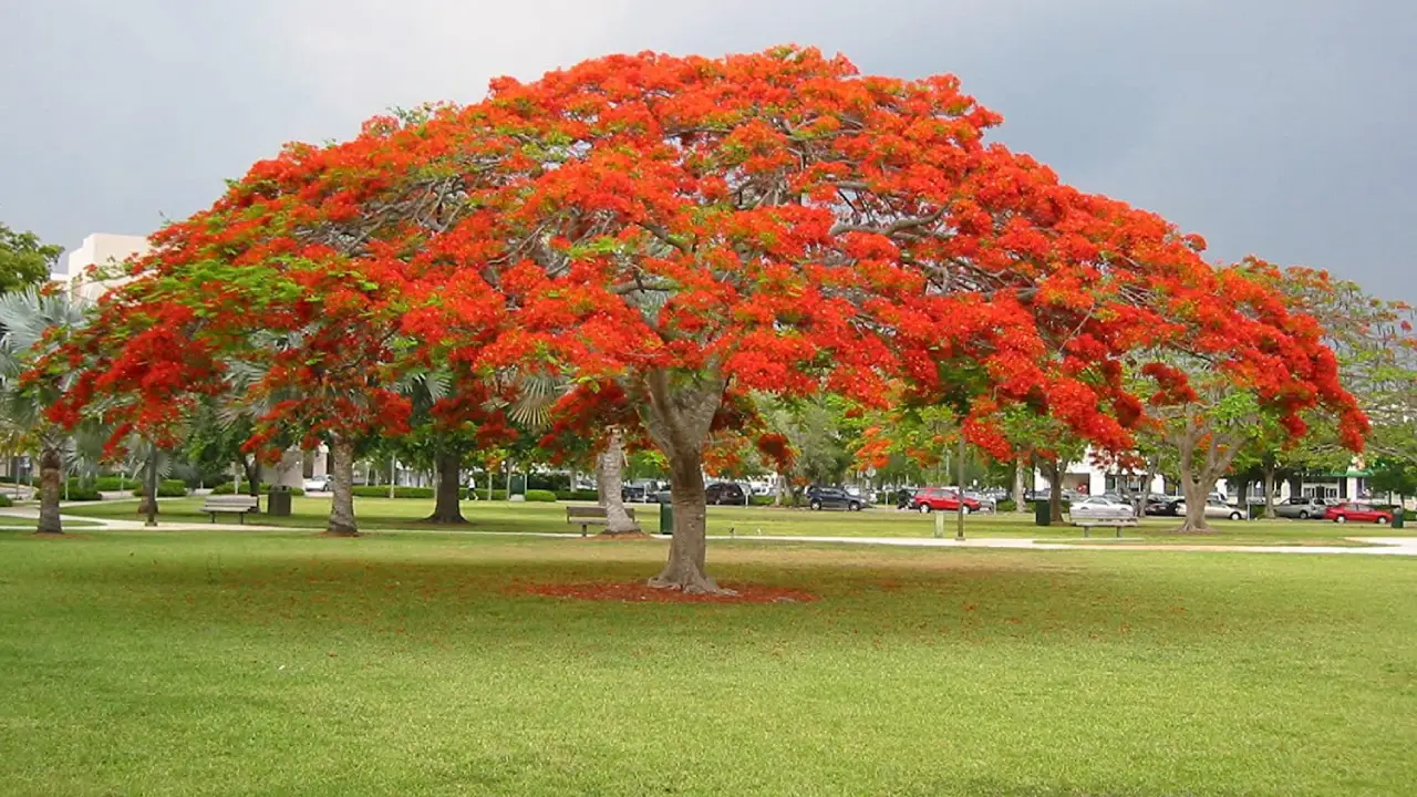 erros comuns ao cuidar de flamboyant