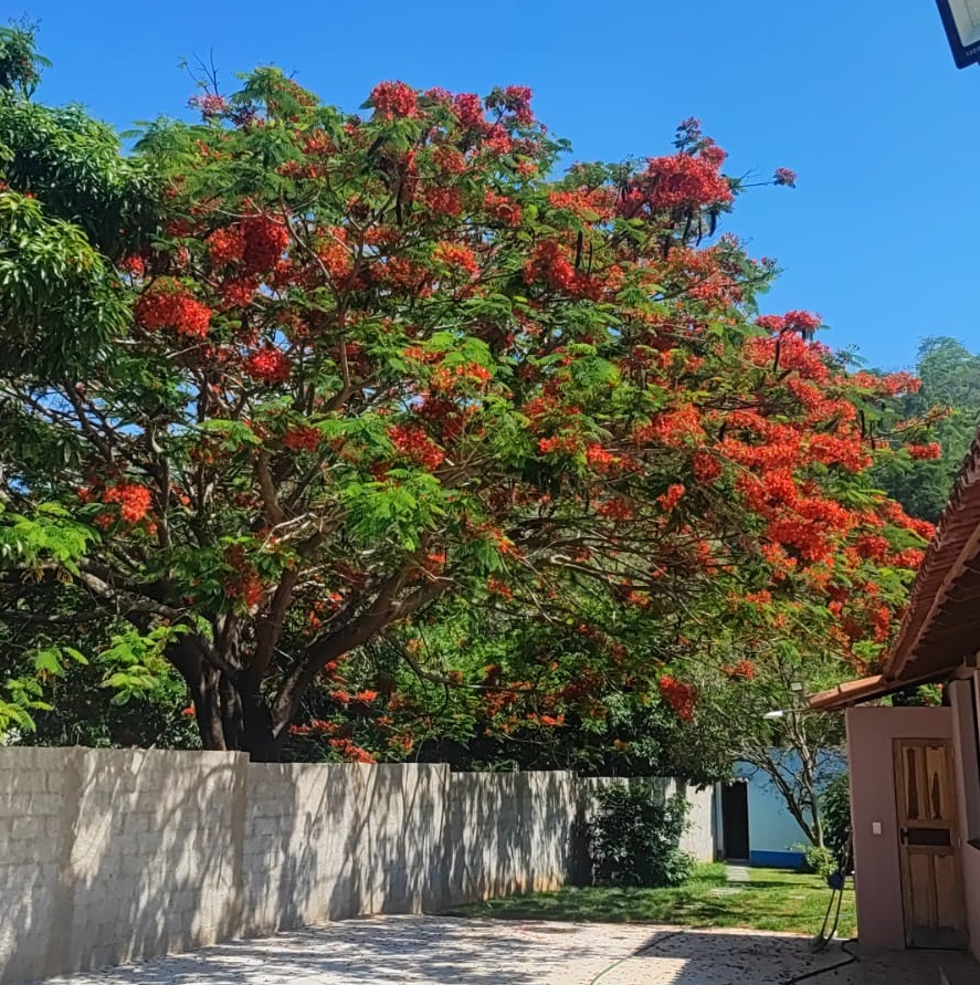 custo de manutenção de um flamboyant adulto