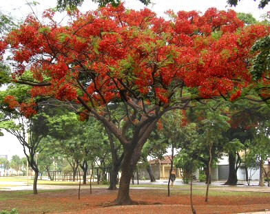 onde encontrar mudas de flamboyant amarelo