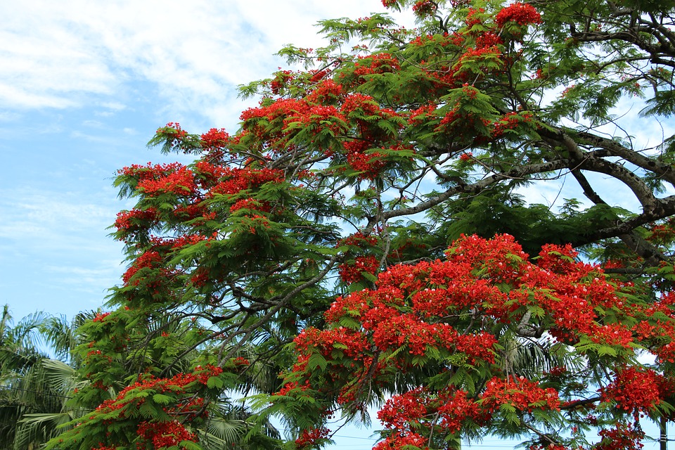 como plantar flamboyant em vaso