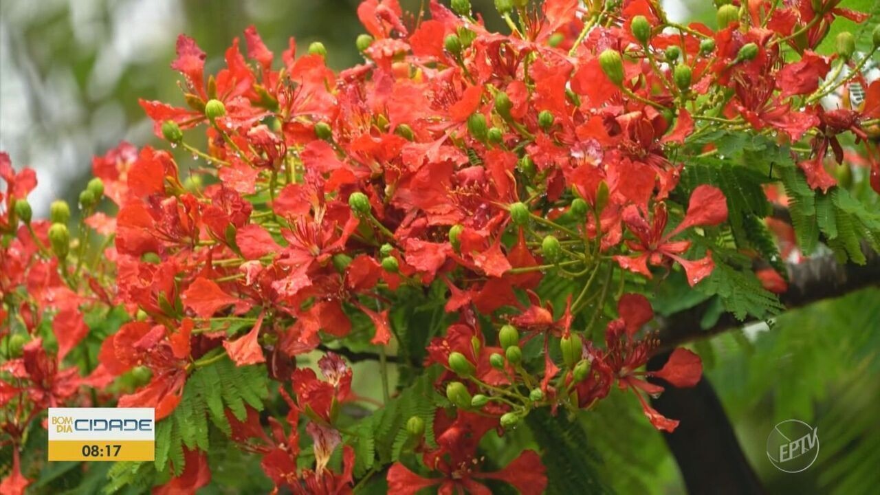 flamboyant vs ipê: qual a melhor árvore para seu jardim
