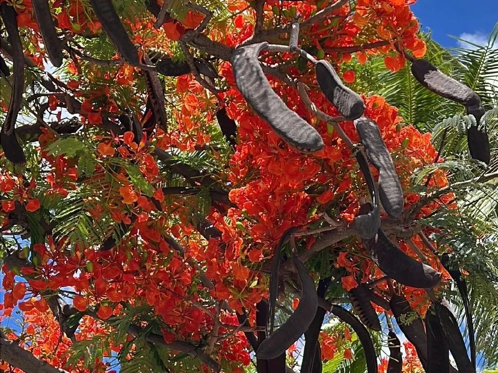 Entenda o Ciclo de Vida e Cuidados