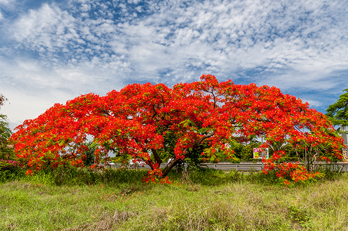 flamboyant demora para florir