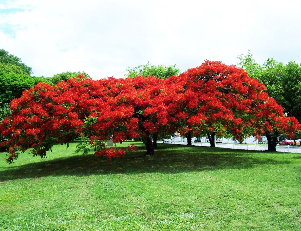 Flamboyant-Mirim: Conheça a Espécie que Floresce o Ano Todo; Como Fazer Seu Flamboyant Florescer Mais Rápido: Guia Completo; Flamboyant Adulto Não Floresce? Dicas Essenciais para Estimular a Florada; Guia de Adubação para Flamboyants: O Segredo para Flores Abundantes; Flamboyant: Da Semente à Flor