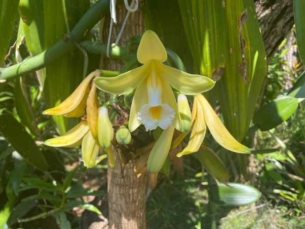 cultivo de orquídea baunilha