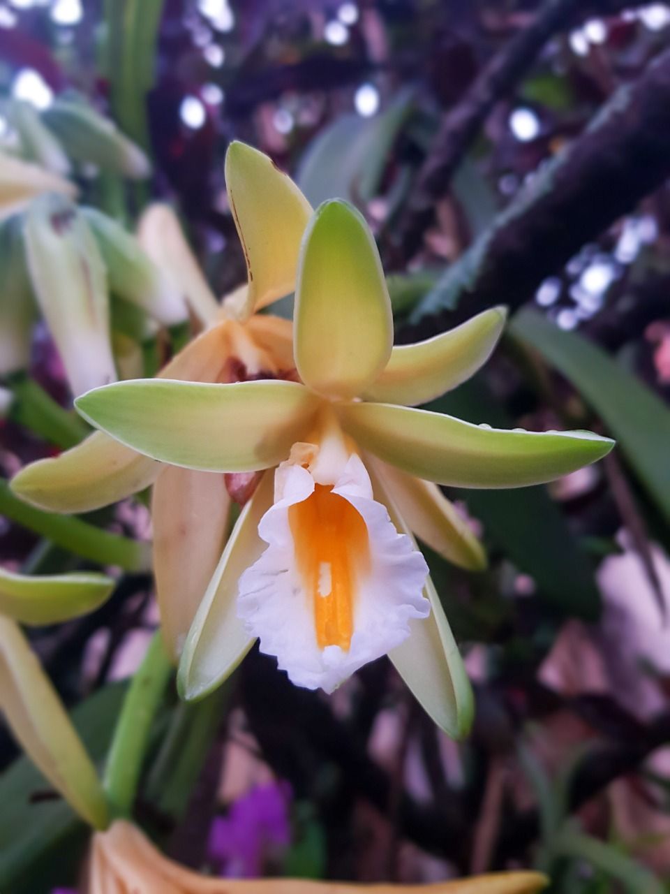 flor de baunilha dura quanto tempo