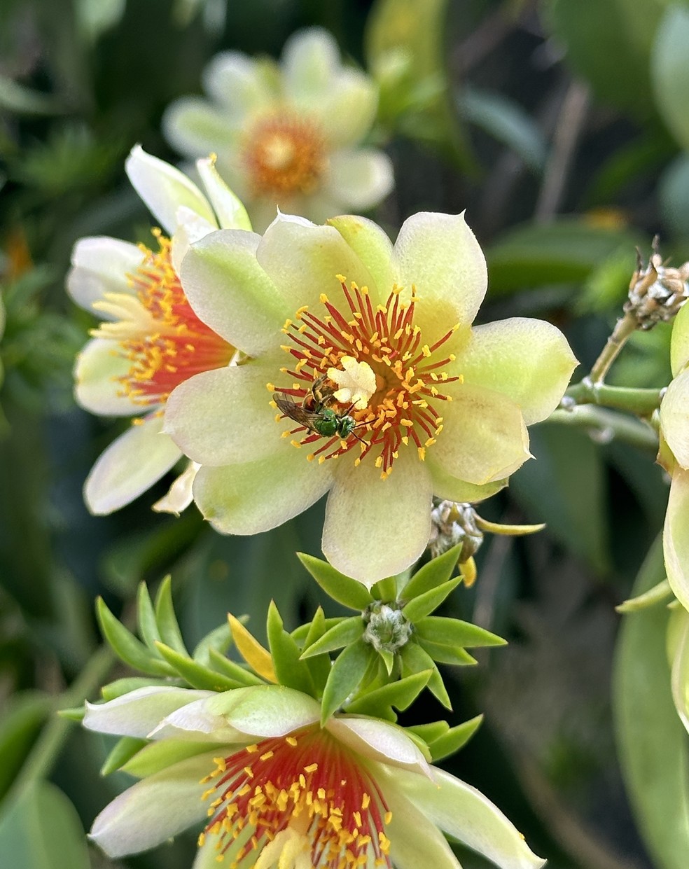 flor de ora pro nobis branca