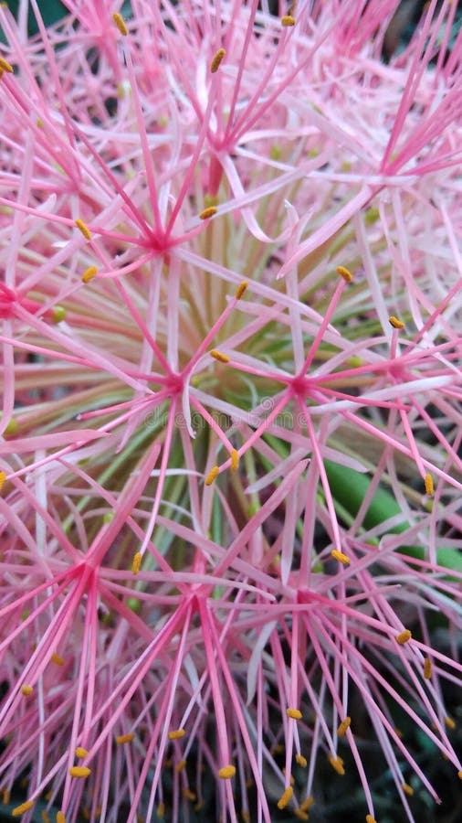 flores de aniversário agosto