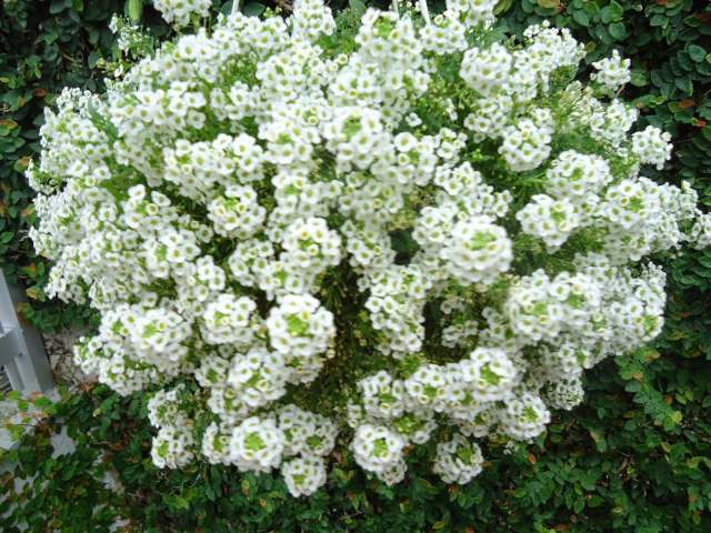 época de flores no hemisfério sul