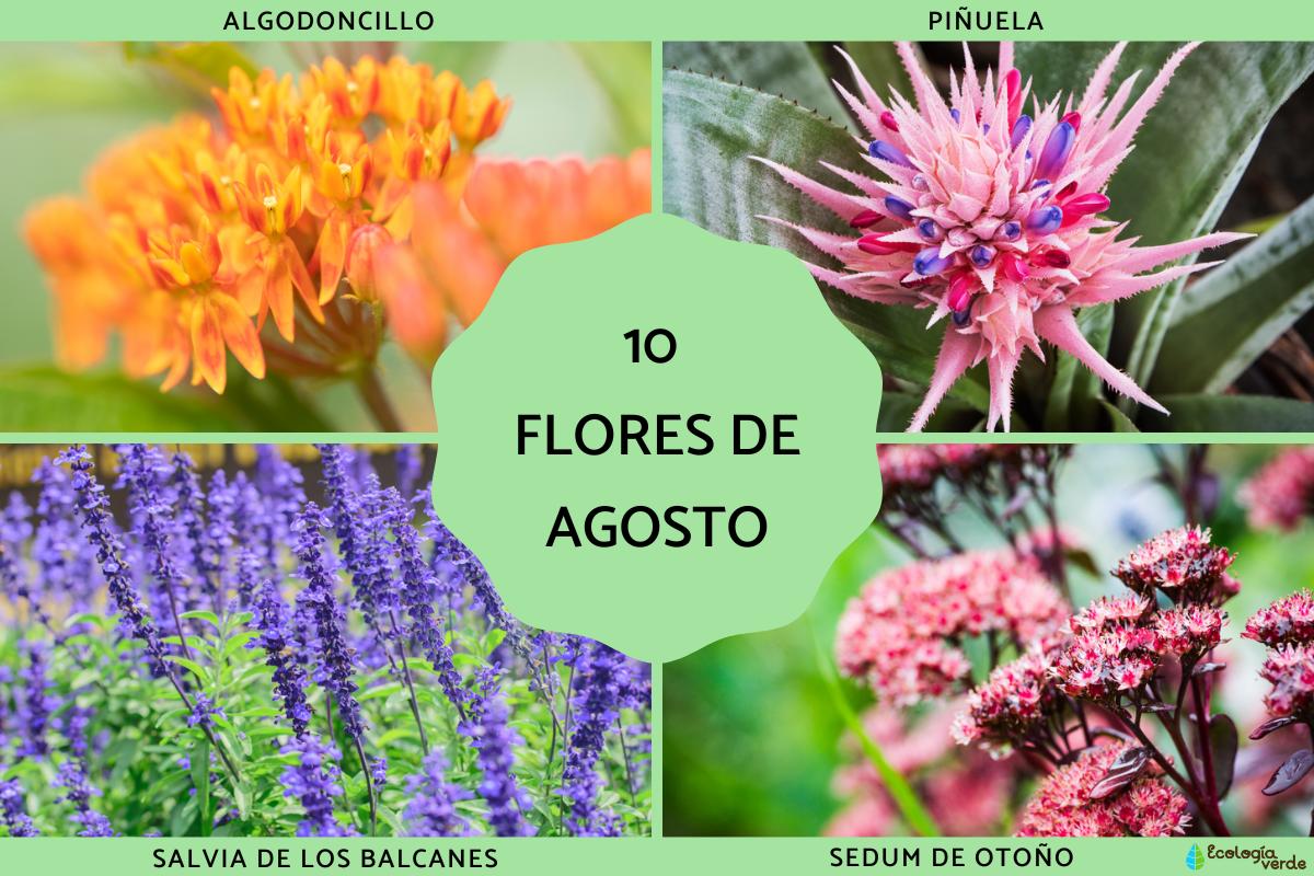 plantas de inverno que florescem
