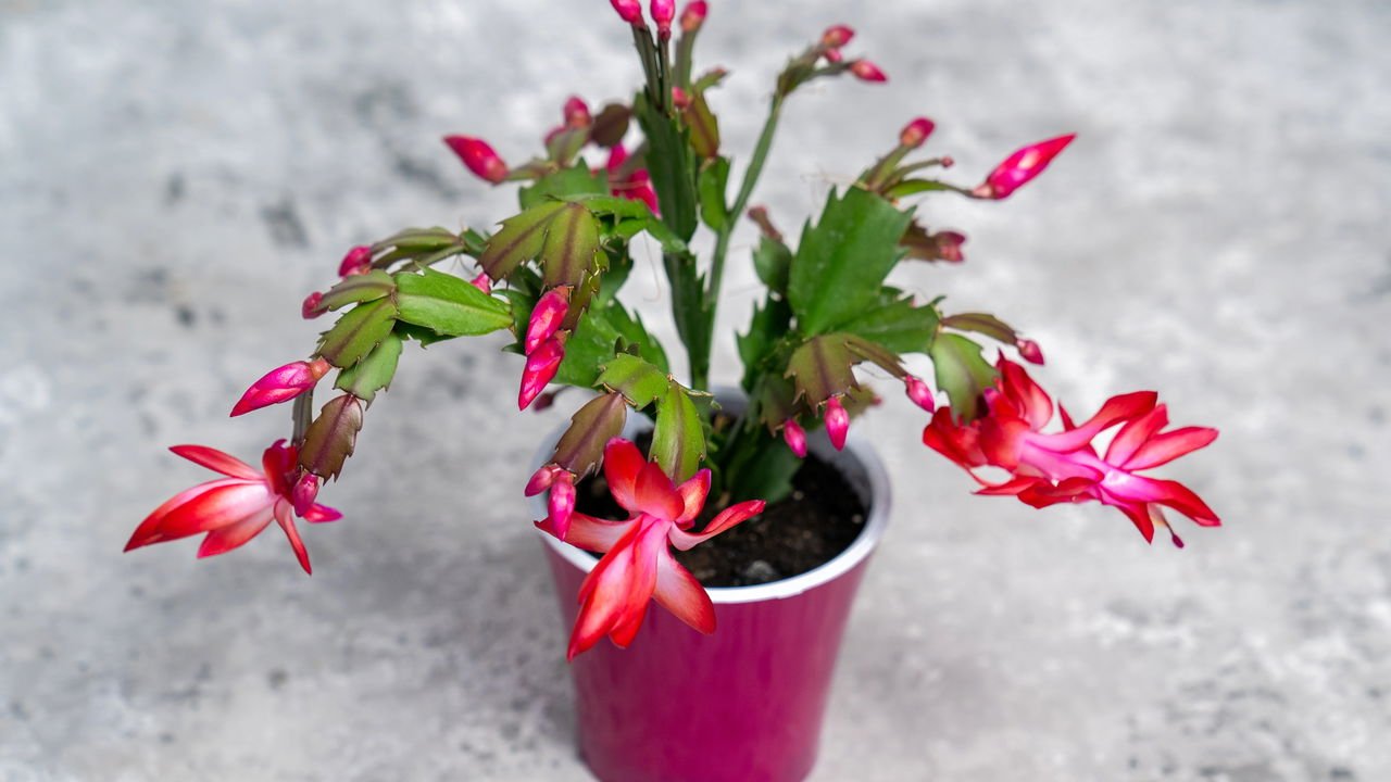 arranjos florais para agosto