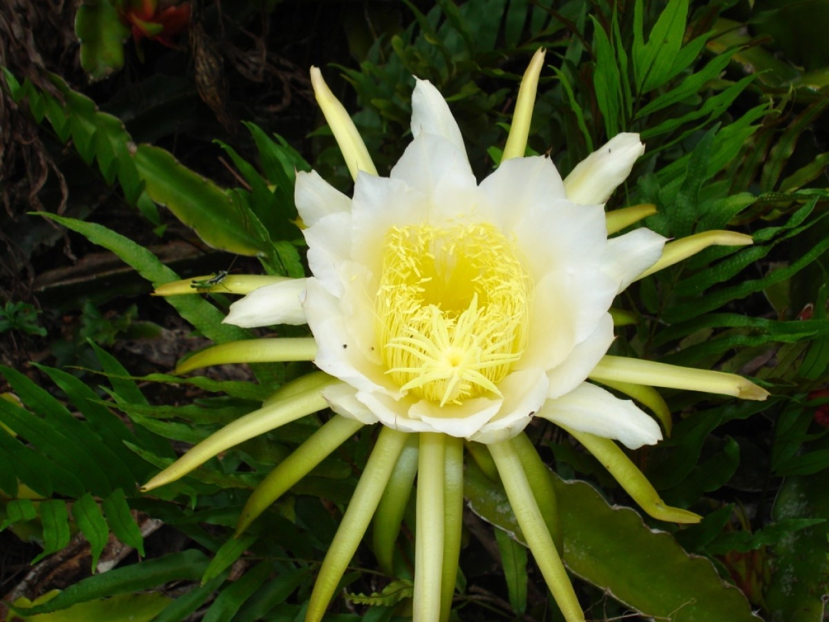 flor de pitaia medicinal