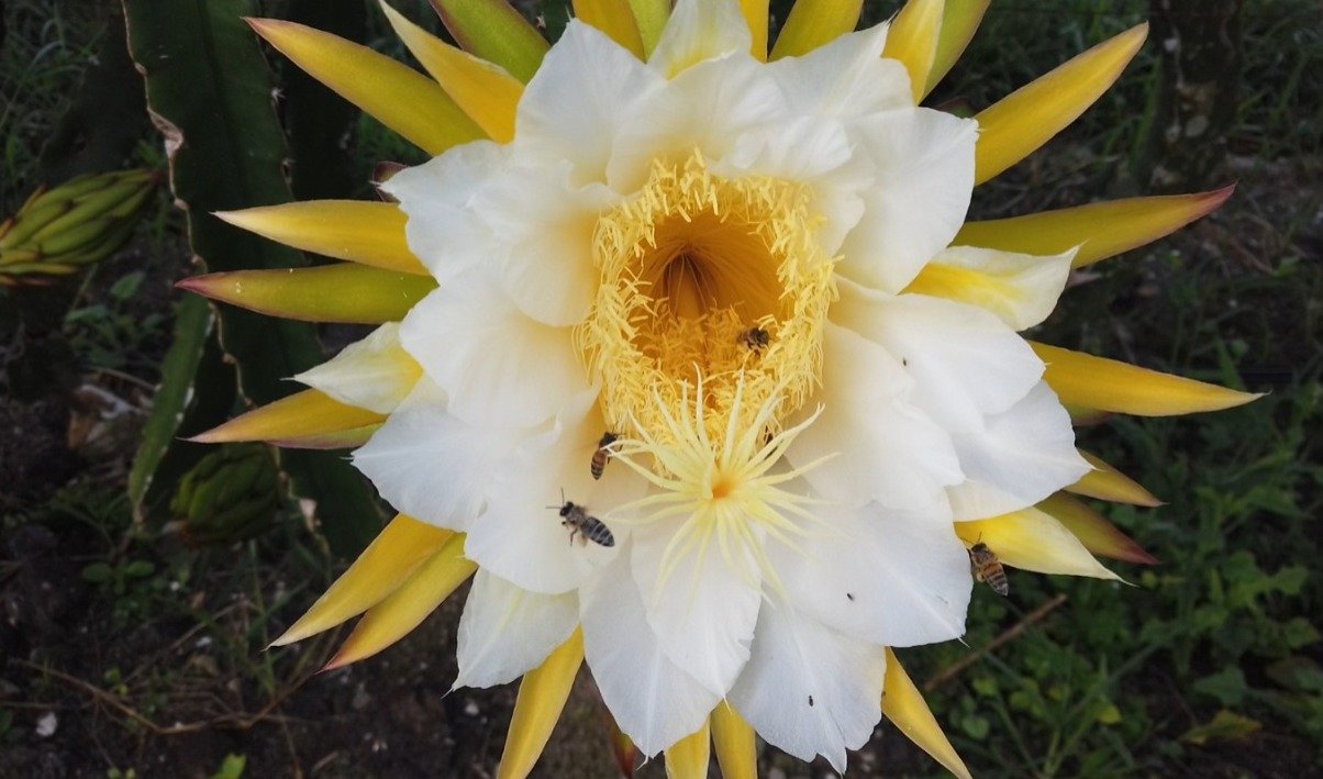 flor de pitaia desabrocha noite