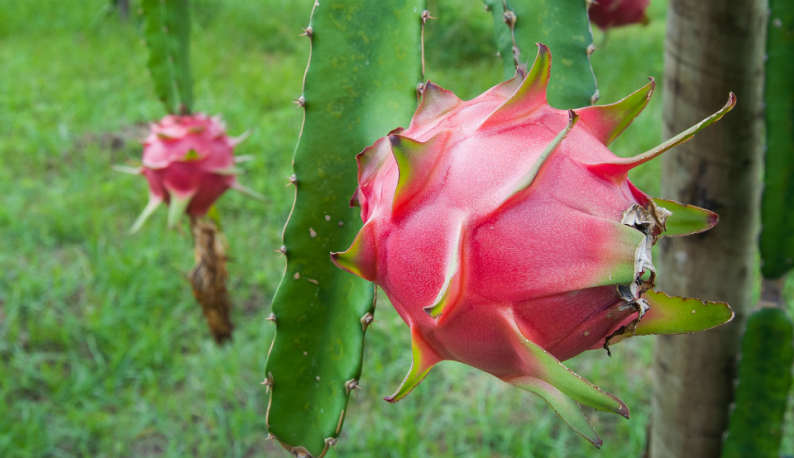 benefícios flor de pitaya