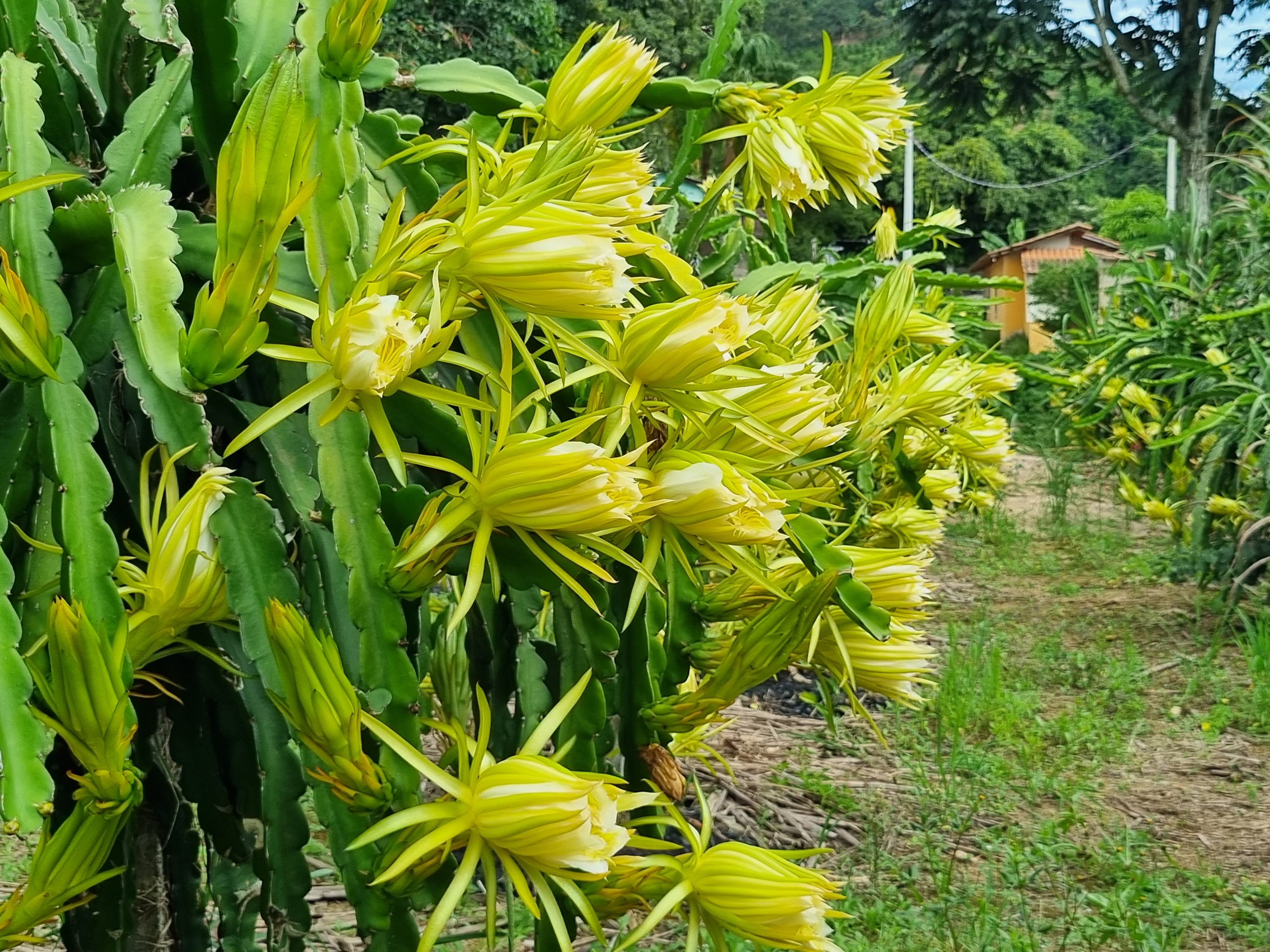 como plantar pitaya para florir