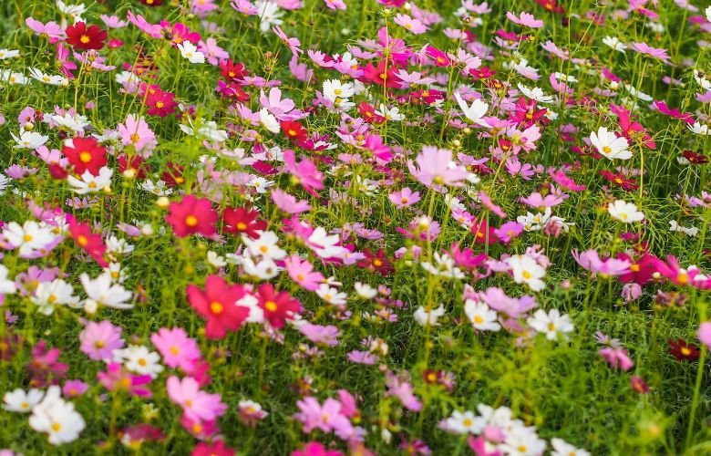 flores campestres