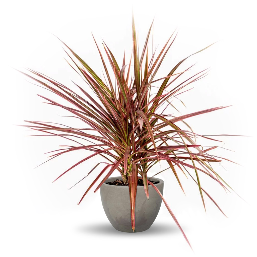 Dracaena fragrans