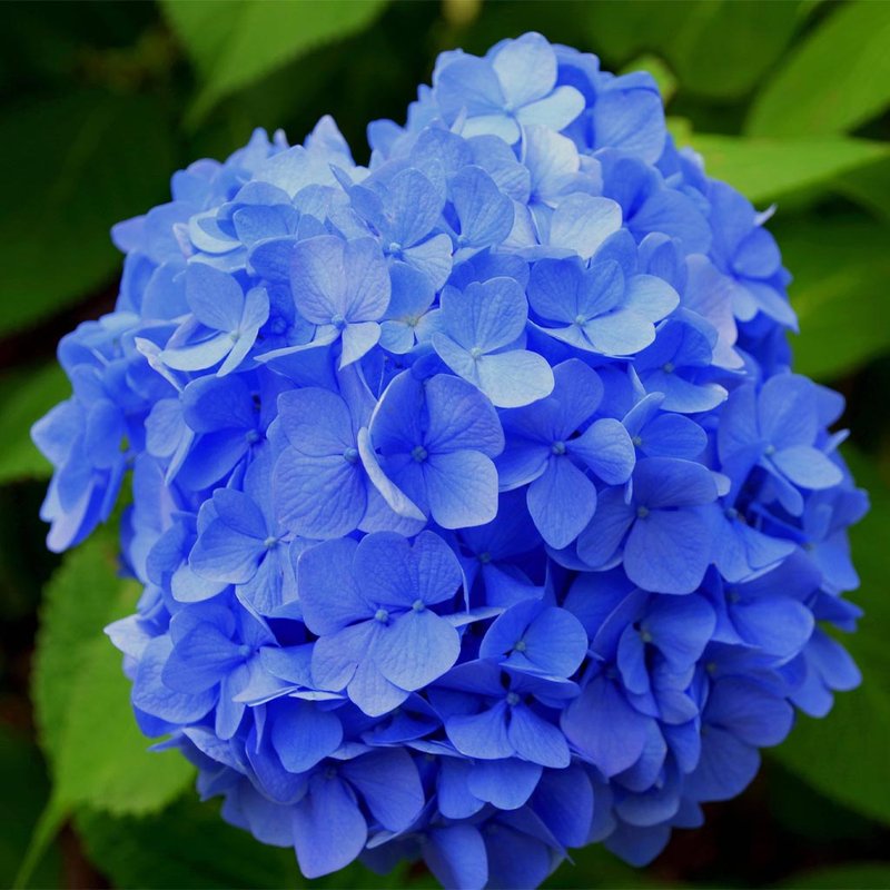 Como deixar hortênsia azul