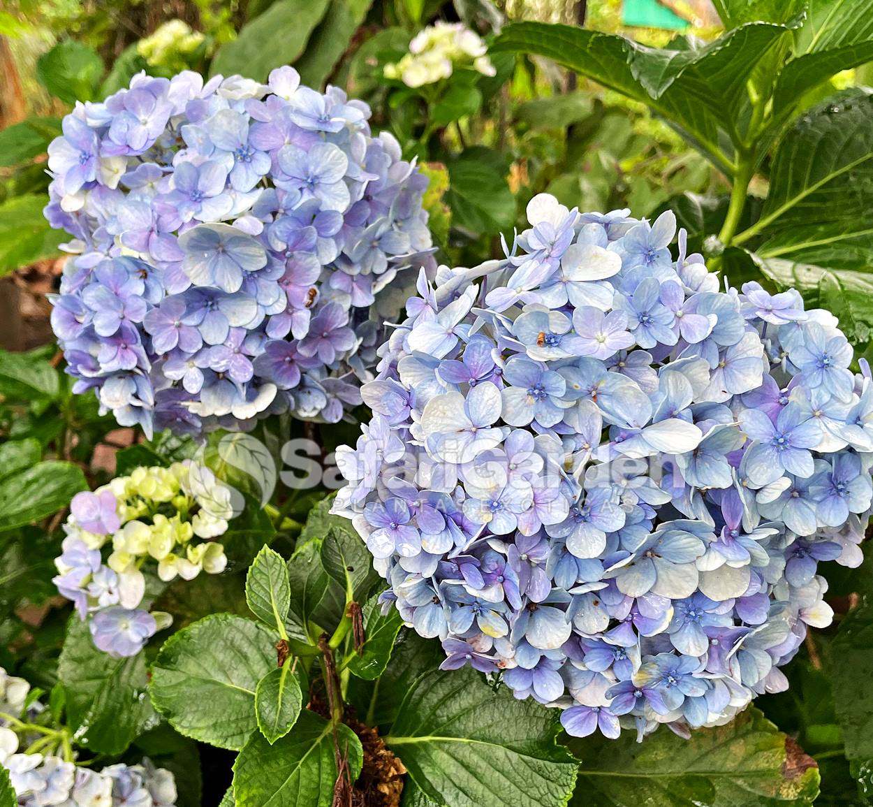 Cultivo de hortênsia azul