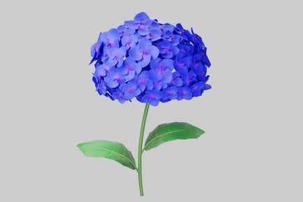 Hortênsia azul muda