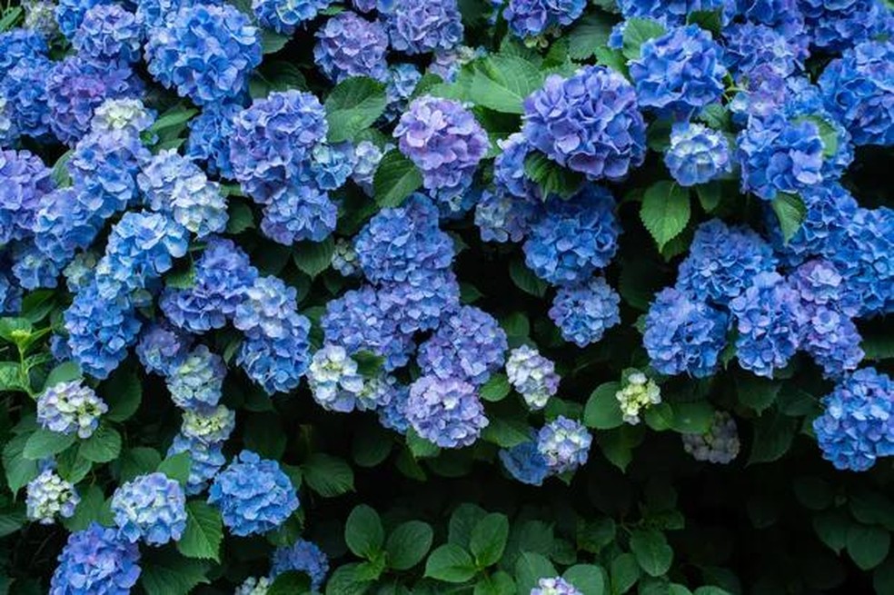 Hortênsia azul vs rosa