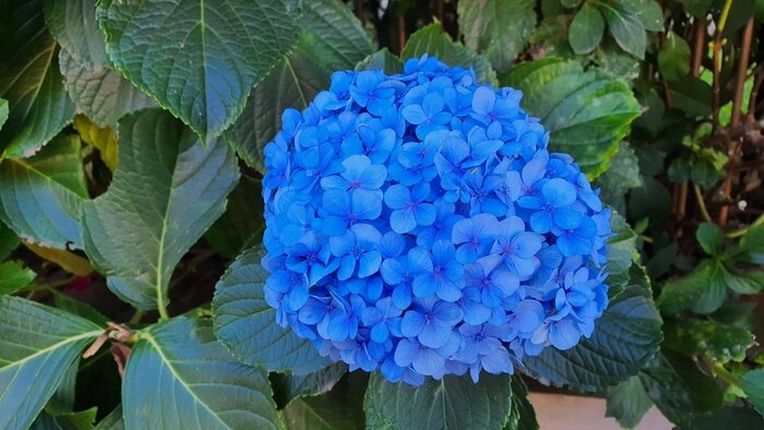 Cuidados com hortênsia azul