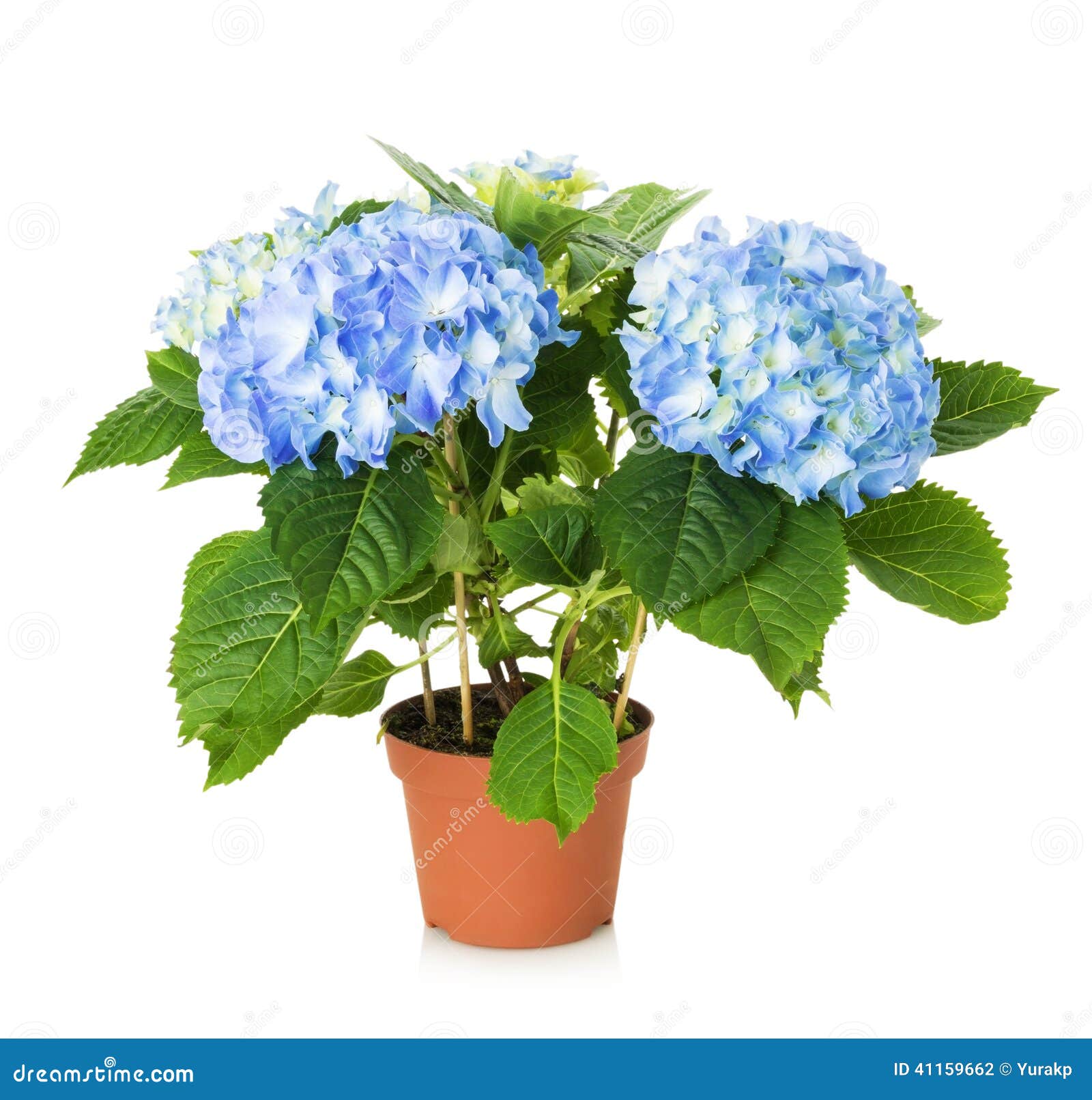 Hortênsia azul significado