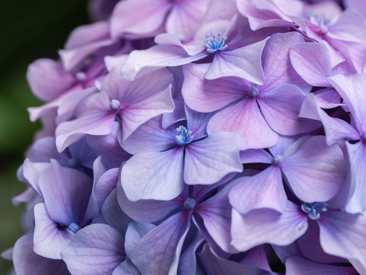 Poda de hortênsia azul