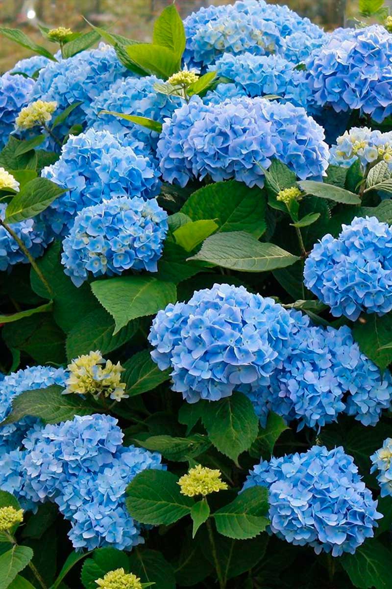 Hortênsia azul significado