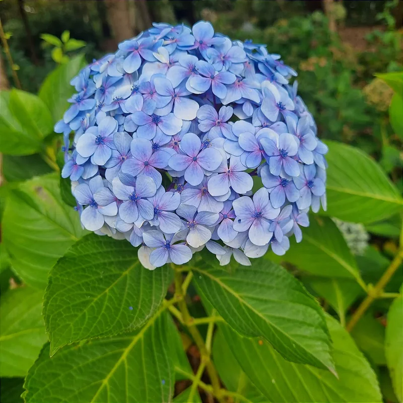 Hortênsia azul em vaso