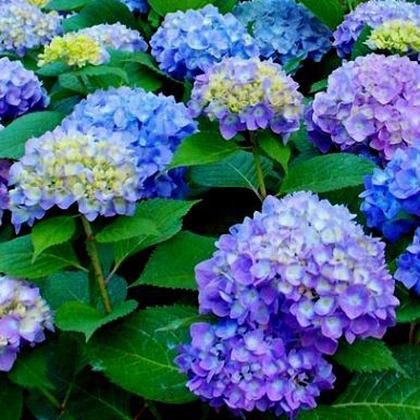 Hortênsia azul no jardim