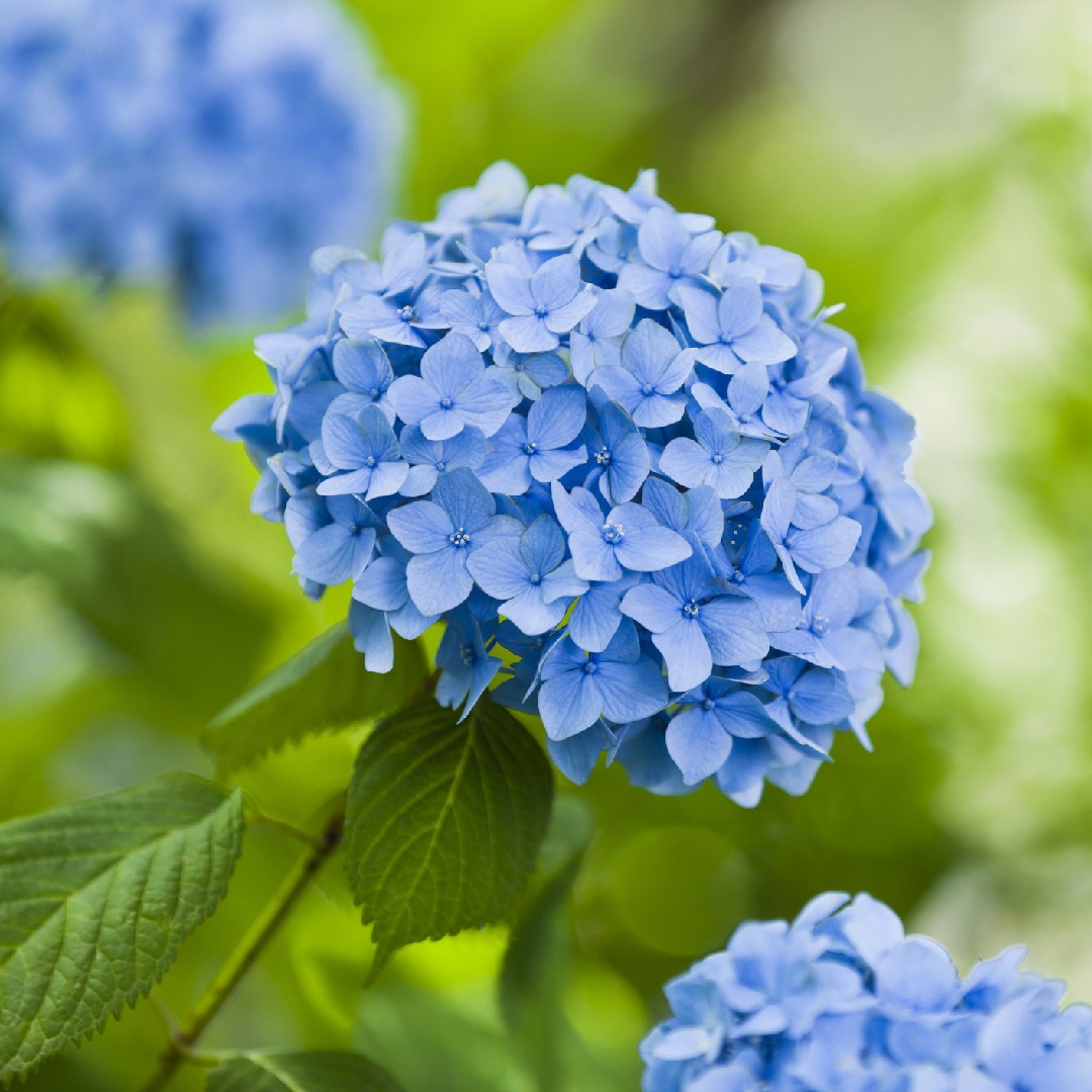 Poda de hortênsia azul