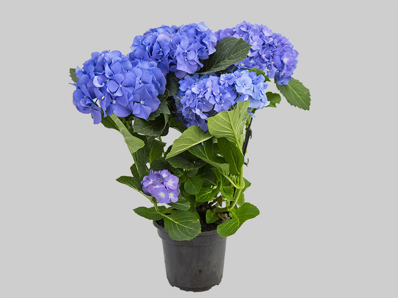 Rega de hortênsia azul