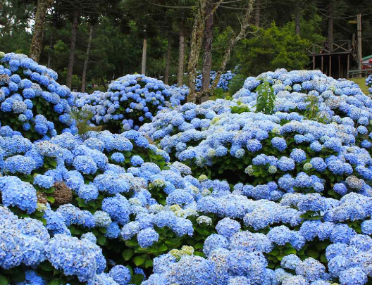 Solo para hortênsia azul