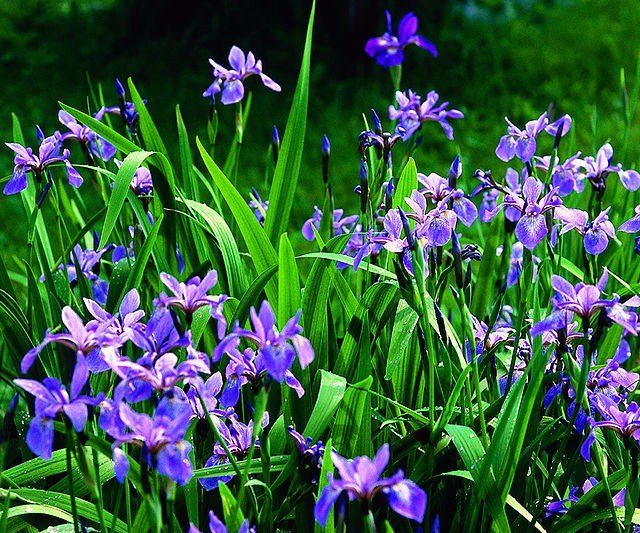 Como plantar íris azul