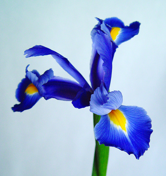 Preço muda íris azul
