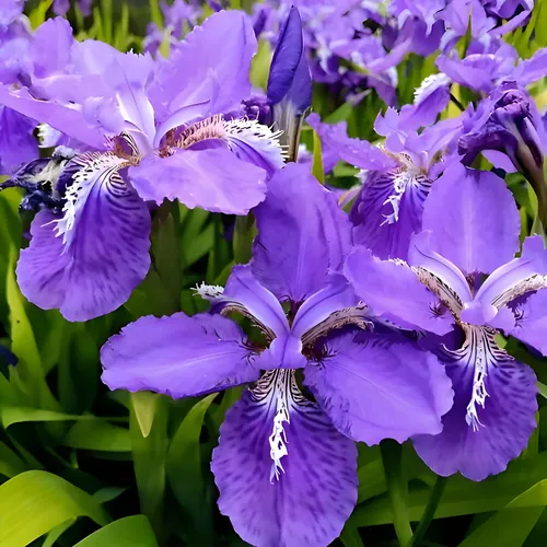 Íris azul para paisagismo