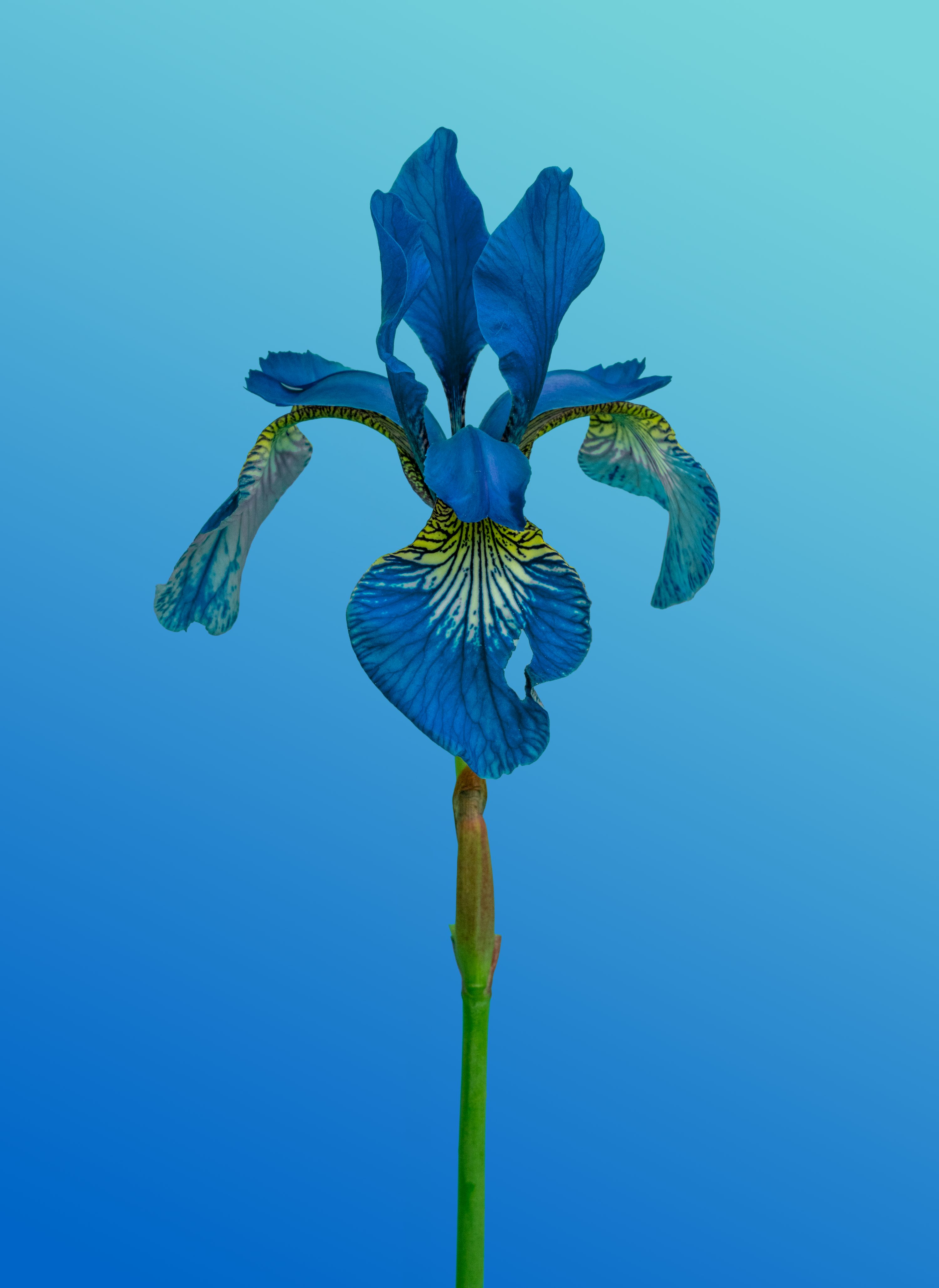 Flor de íris azul
