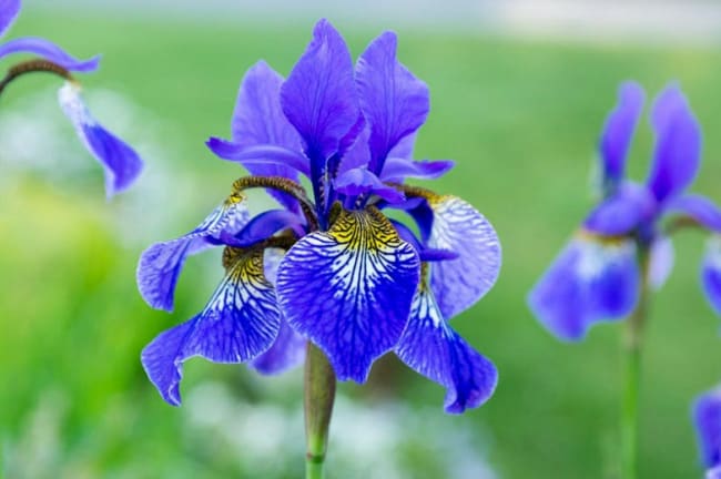 Íris azul significado