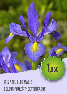 Como plantar íris azul